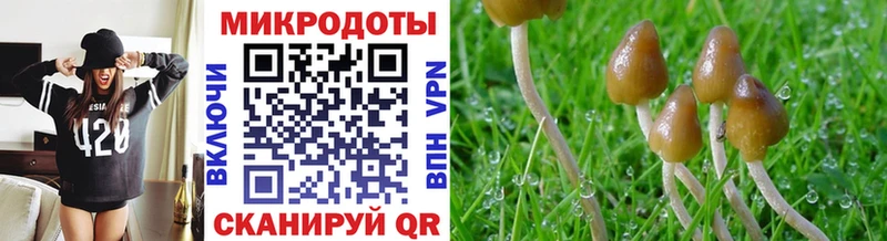 Псилоцибиновые грибы Psilocybe  Фурманов 